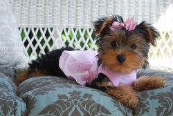 Tcup Yorkie Puppys for a rehome