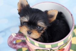 Tea Cup Yorkie Poo Available