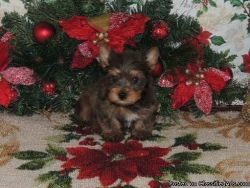 AKC Yorkshire Terrier puppies