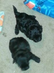 Yorkie,yorkiepoo puppy/puppies designer babies ready for the holiday m