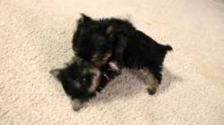 Beautiful Teddy Bear Face T-Cup Yorkie Puppy looking for a new home.