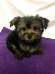 Male & Female Yorkie Puppies Ready for new homes