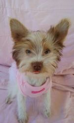 cool female yorkie pup