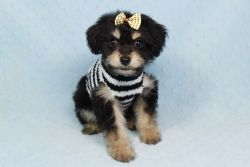 YorkiPoo For Sale in LA