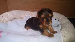 Yorkie Poo Puppy for sale