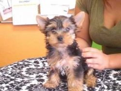 Teacup Yorkie puppies for Adoption