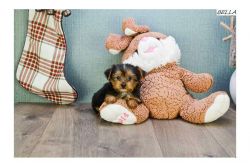 loving Yorkie Puppies looking for a loving family that can gave them a