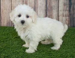 FREE!! Maltipoo Puppies Available for Loving Homes