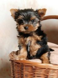 Cute and Adorable Yorkies