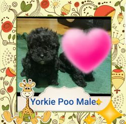 YORKIE-POO MALE PUPPY