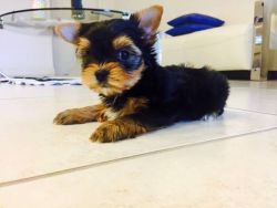 Yorkie puppy male 9 weeks old
