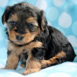 (Timmy)Yorkiepoo Puppies for Sale