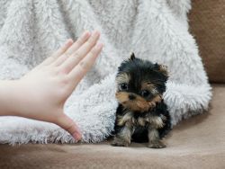$500 AKC Micro **YORKIE** And **MALTESE** Puppies!!
