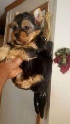 cute and adorable home trained yorkie puppies