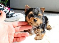 Perfect size Yorkshire terrier puppies still available
