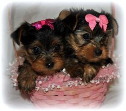 Adorable Yorkie puppies