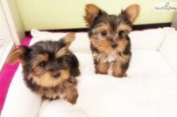 Beautiful Yorky puppies for sale text..(xxx)xxx-xxxx