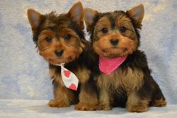Adorable Yorkie pupps