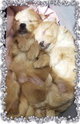 Golden Yorkie-Poo Puppies