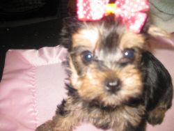 Adorable yorkie pups for sale