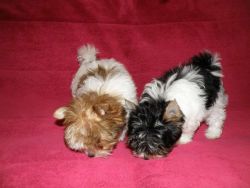 male and female Yorkie Terri's puppies for you