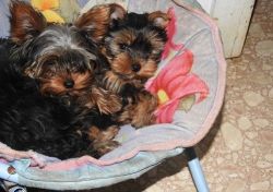 Yorkie(Yorkshire Terrier) Ready to go