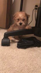 Yorkie Poo for sale
