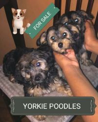 YORKIE POODLE PUPPIES FOR SALE
