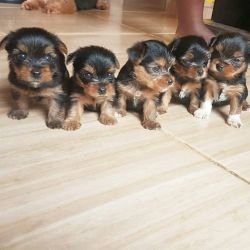 yorkiepuppies for sale