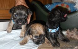 Shorkie's Mix Male's