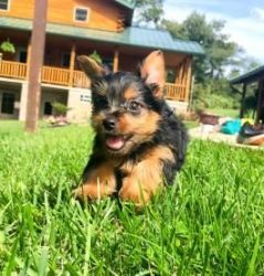 Purebreed yorkie puppy for next home