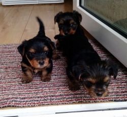 Male and female Yorkie puppies available now for adoption!!