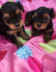 Affectionate Yorkie Puppies Available