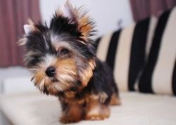She's a really nice Yorkie Apso puppies