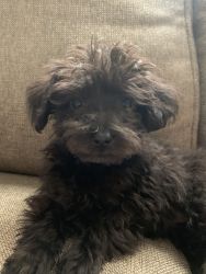 Yorkie Poo puppy for sale