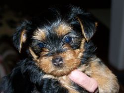 Papered Yorkie puppies ready
