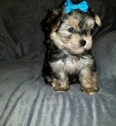 Available yorkiepoo pups ready for a good home