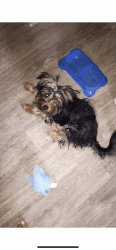 Full breed yorkie pup for sale