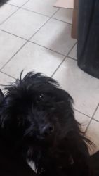 Yorkiepoo named porky 2 year old boy who is not fixed shots are good