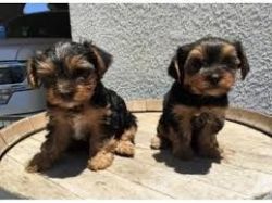 yorkie puppies available for rehoming