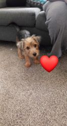 4 month old yorkie moving and cant take him with me
