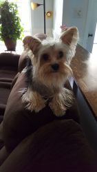 Looking for a good home for our Yorkie.