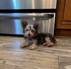 Peter the pint size Yorkie