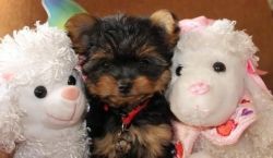Christmas Yorkie Puppies Available .