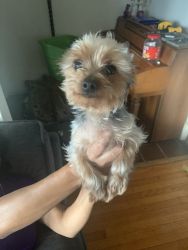 Small yorkie for $200