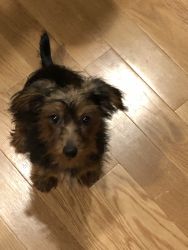 Yorkipoo in CT