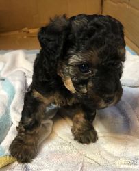 Yorkie-Poo Male Puppy