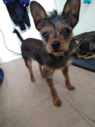 Selling a yorkie