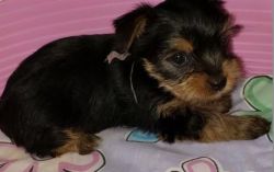 Lovely yorkie for sale