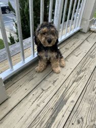 6 month old male yorkie poo